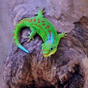 Day Gecko