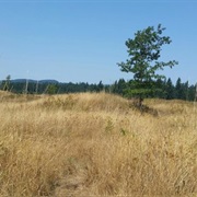 Mima Mounds Natural Area Preserve