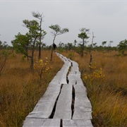Dunikas Swamp Footbridge (Dunikas Purva Laipa)