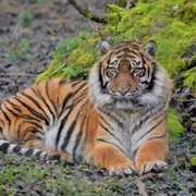 Turpentine Creek Wildlife Refuge