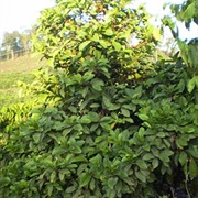 Coffea Magnistipula