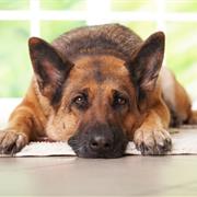 Pitchfork Top 20 Albums of 2000Dog