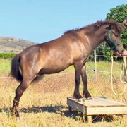 Greek Pony