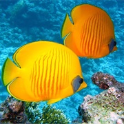 Coral Fish