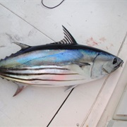Skipjack (Aka: Skippies, Striped Tuna, Arctic Bonito, Watermelon, Victor Fish)