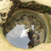 Cabrillo Tide Pools