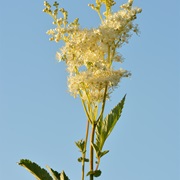 Meadowsweet (Filipendula Ulmaria)