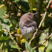 Taita Apalis