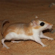 Cheesman's Gerbil