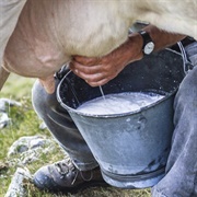 Milk a Cow by Hand