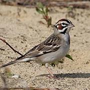 Lark Sparrow