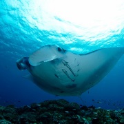 Manta Ishigaki