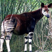 Okapi, Giraffe Relative, Found (1901)