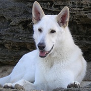 American White Shepherd