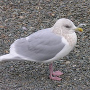 Iceland Gull
