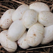 Snake Egg