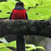 Bar-Tailed Trogon (Malawi)