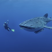 Swimming With Whale Sharks, Maldives