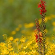 Patoka River National Wildlife Refuge