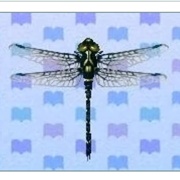 Petaltail Dragonfly