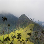 Valle De Cocora, Colombia