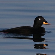 Velvet Scoter