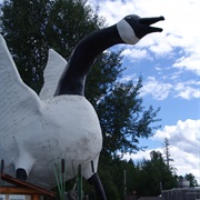 Giant Canadian Goose, Wa Wa, Ontario, Canada