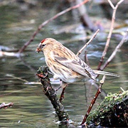 Lesser Redpoll