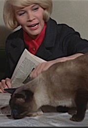 DC, That Darn Cat (1965)