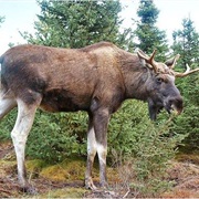 Kampinos National Park, Poland