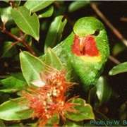 Red-Throated Lorikeet