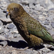 Kea