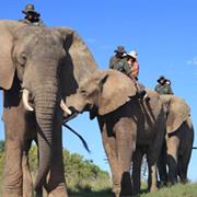 Go Game Watching on Elephant-Back