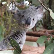 Featherdale Wildlife Park