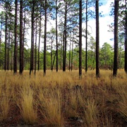 Weymouth Woods-Sandhills Nature Preserve, North Carolina