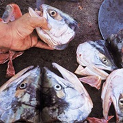 Stinkheads (Fermented King Salmon Heads)