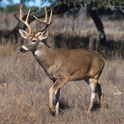 Deer Have No Gall Bladders.
