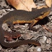 Eastern Newt