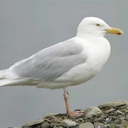 Glaucous Gull