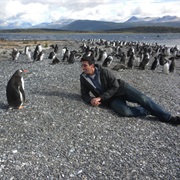 Visiting the Penguin Rookery, Patagonia