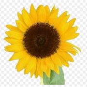 A Sunflower