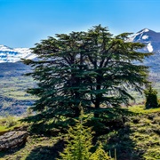 The Cedars, Lebanon