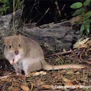 Bettong