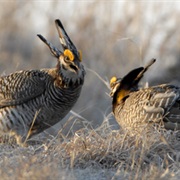 Rothsay Wildlife Management Area, Minnesota