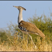 Kori Bustard (Botswana)