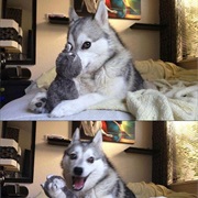 Bad Pun Dog