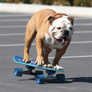 Tillman the Skateboarding Bulldog