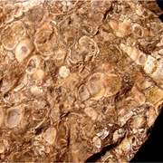 Fossiliferous