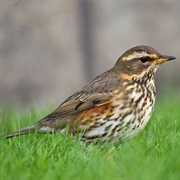 Redwing (Turkey)