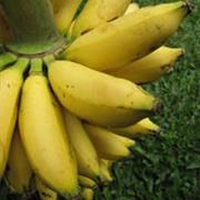 Lacatan Banana